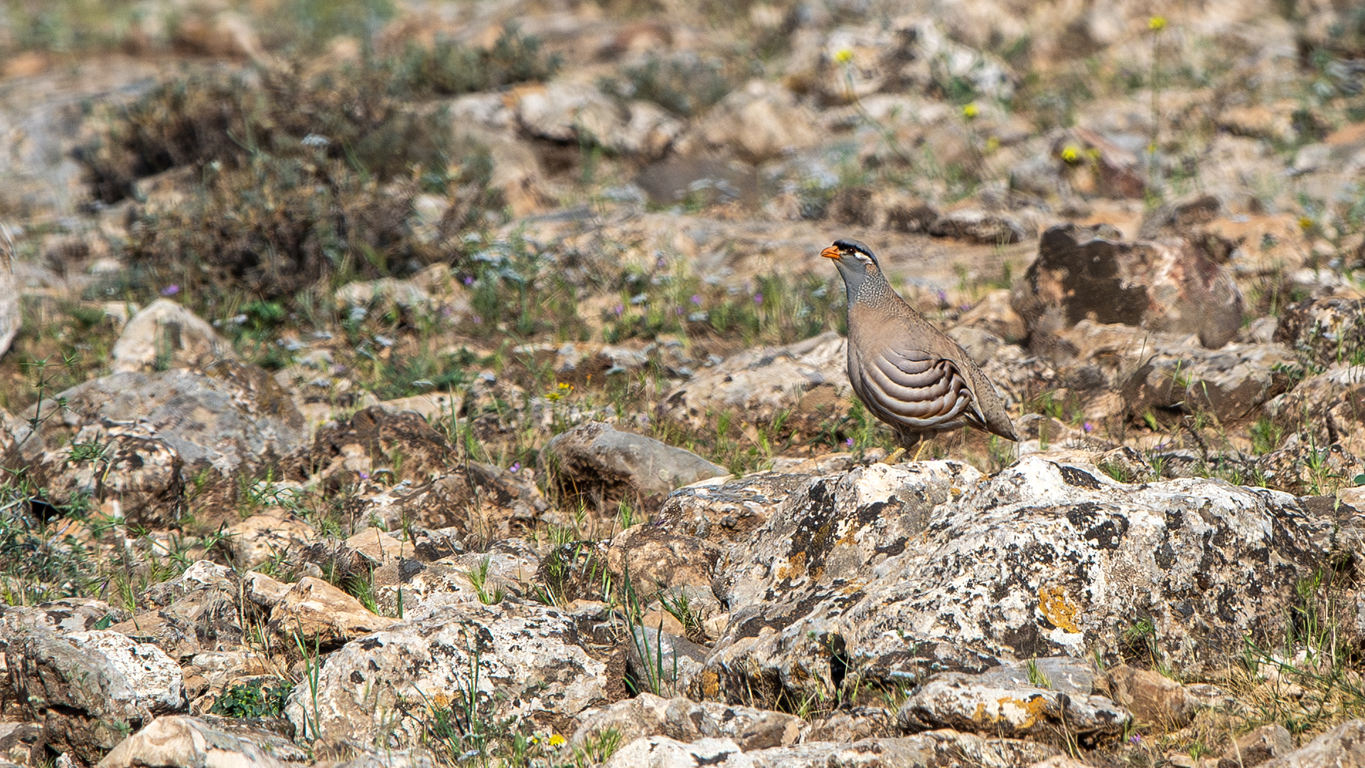 See-see Partridge